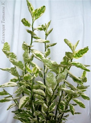 Pedilanthus euphorbia tithymaloides - îngrijire, reproducere, probleme în creștere, beneficii și rău