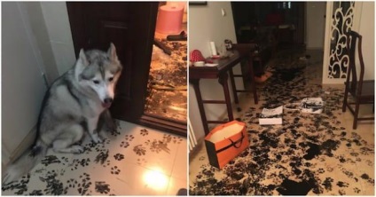 Câinele a spart apartamentul și proprietarul îl certă