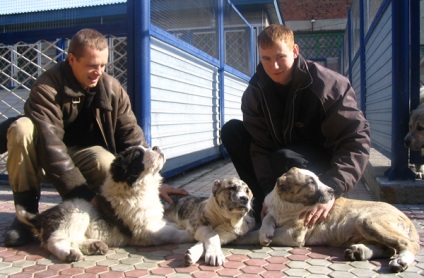 Câini de câine în Irkutsk