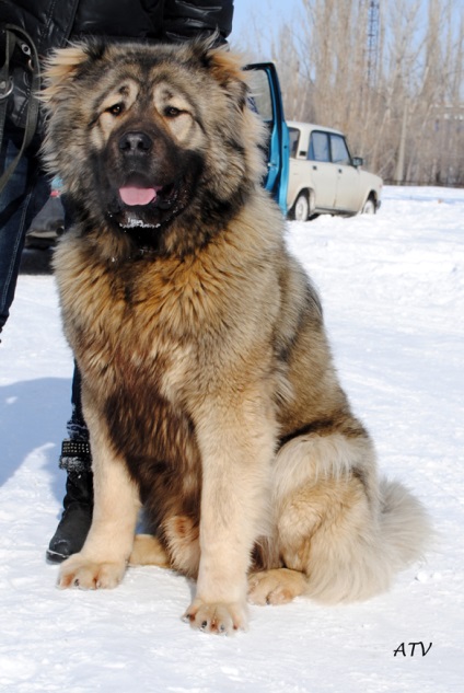 Câini de câine în Irkutsk