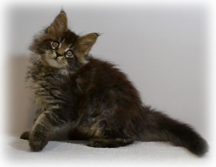 Maine Coon Cattery, Moscova, Maine Coon Kitts, Moscova, Maine Coon Kittens