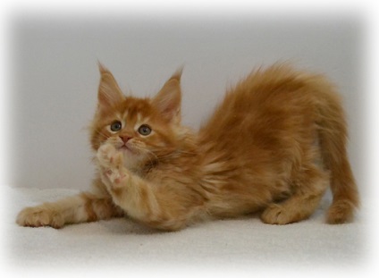 Maine Coon Cattery, Moscova, Maine Coon Kitts, Moscova, Maine Coon Kittens