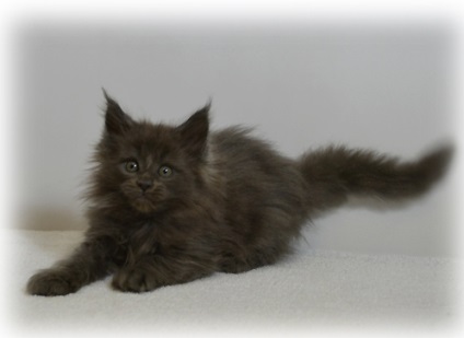 Maine Coon Cattery, Moscova, Maine Coon Kitts, Moscova, Maine Coon Kittens