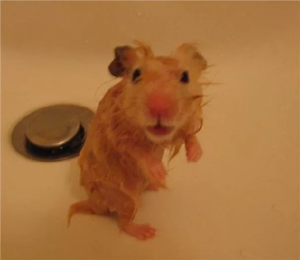 Dacă hamsterii înotau cum să învețe un hamster să înoate