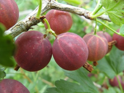 Fructe de coacăze