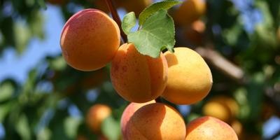 Miért barack esik gyümölcsök és levelek szakértői válaszok