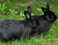 De ce iepurii au avorturi spontane?