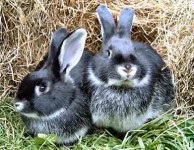 De ce iepurii au avorturi spontane?
