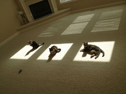 De ce pisica ta place sa se luxoreasca la soare, nu incearca sa obtina o alta doza de vitamina D