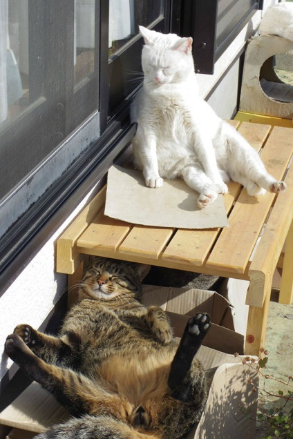 De ce pisica ta place sa se luxoreasca la soare, nu incearca sa obtina o alta doza de vitamina D