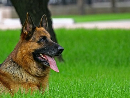 Poliția a luat partea unui ameliorator de câini agresiv, care mergea pe un câine de păsări fără un bot