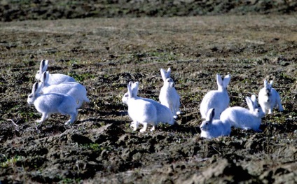 Polar Hare (Alb Arctic)