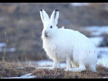 Polar Hare (Alb Arctic)