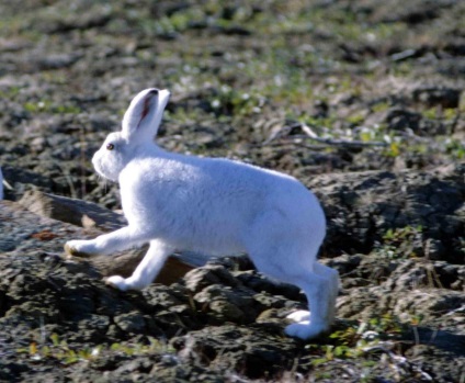 Polar Hare (Alb Arctic)