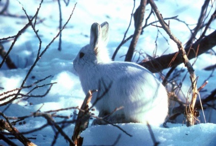 Polar Hare (Alb Arctic)