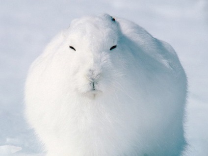 Polar Hare, fotografii