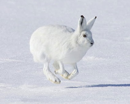 Polar Hare, fotografii