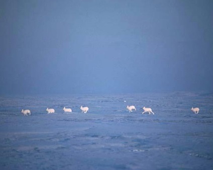 Polar Hare, fotografii