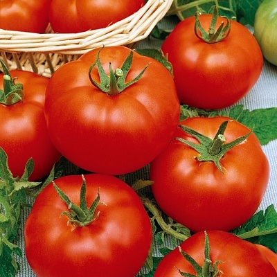 Tomate de Elena f1 - semințe - roșii - legume - semințe și puieți prin poștă din grădini npo din Rusia (grădină și