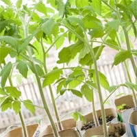 Tomate de soiuri de gigant și de-barao - recomandări pentru cultivare - grădină, grădină - țara mamei