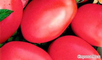 Tomate de soiuri de gigant și de-barao - recomandări pentru cultivare - grădină, grădină - țara mamei