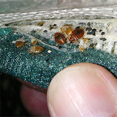 Peelul ajuta bug-uri, purici și alte insecte