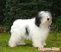 Dog Breed - Bobtail és más fajták - Home Moms