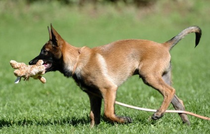 Rase de câine Belgian Shepherd Malinois