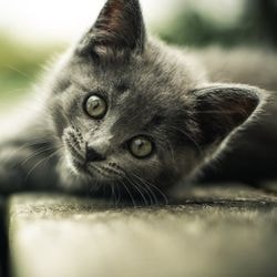 Postoperatorie la pisici, pisica - totul despre pisici si pisici cu dragoste
