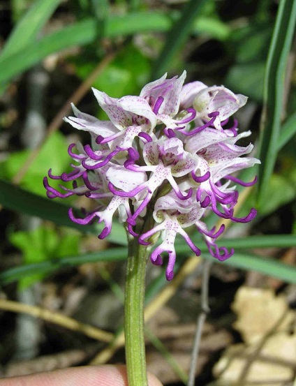 Flori frumoase, ca orice, doar nu flori, ciudat câine