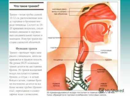 O prezentare pe tema materialelor pulmonologice a fost pregătită de către profesorul de biologie al lui Moș - Sosh 198 - yapparov