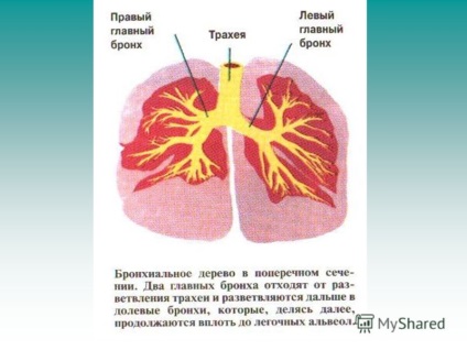 O prezentare pe tema materialelor pulmonologice a fost pregătită de către profesorul de biologie al lui Moș - Sosh 198 - yapparov