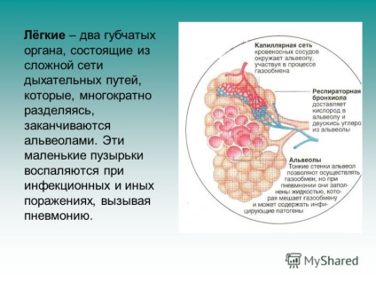 Előadás a tüdőgyógyászat előállított anyag biológia tanár mou - Iskola 198 - Yapparova