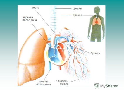 O prezentare pe tema materialelor pulmonologice a fost pregătită de către profesorul de biologie al lui Moș - Sosh 198 - yapparov