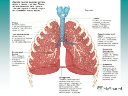 Előadás a tüdőgyógyászat előállított anyag biológia tanár mou - Iskola 198 - Yapparova