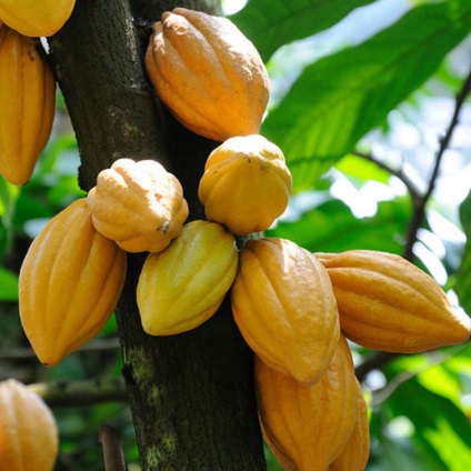 Pregătirea rețetelor de cacao, foto, recenzii, video