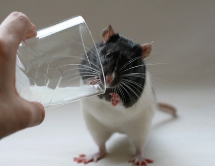 Durata de viață a șobolanilor pentru câți ani, paraski sălbatici pot înota, reproducere, an