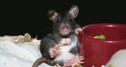 A patkányok élettartamát, hány éves, úszni vad Pasyuk, reprodukció, egész évben