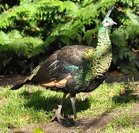 Bird de o păună fotografie și descriere