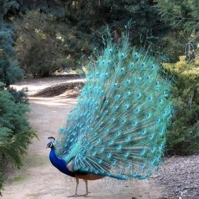 Bird de o păună fotografie și descriere