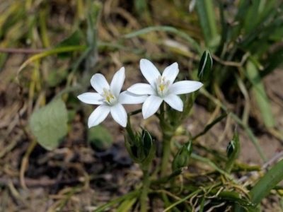 Exploatarea și îngrijirea fermierului de păsări de curte în transplantul de îngrășăminte cu sol deschis