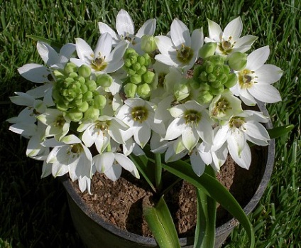 Ornithogalum - típusok, ellátás és a tenyésztés, Greenhome