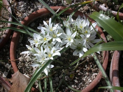 Păsări - specie, îngrijire și reproducere, verde