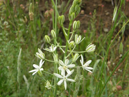 Ornithogalum - típusok, ellátás és a tenyésztés, Greenhome