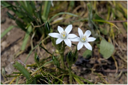 Păsări - specie, îngrijire și reproducere, verde