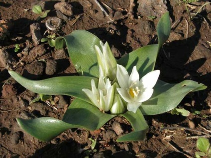 Păsări - specie, îngrijire și reproducere, verde