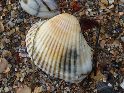 Shells din Marea Neagră
