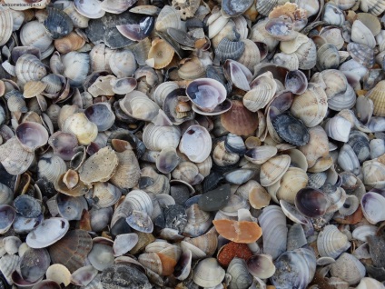 Shells din Marea Neagră