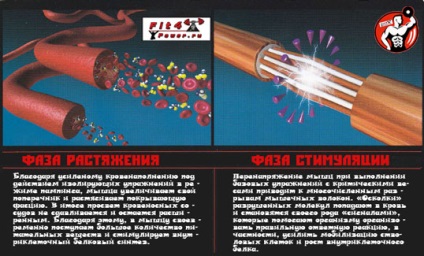 Стречинг фасцията - методите на програма за обучение на разтягане на мускулите фасцията и практически