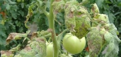 Diferite boli ale unei tomate cum să prevină moartea puieților și arbuști formați